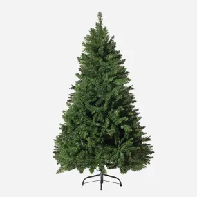 Radiata Pine Tree 5ft (1.5m)